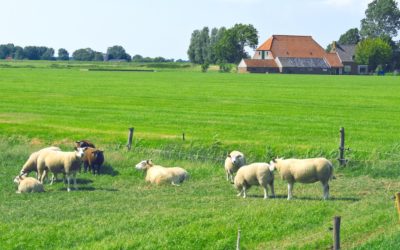 Vaststellen bestemmingsplan Buitengebied 2020